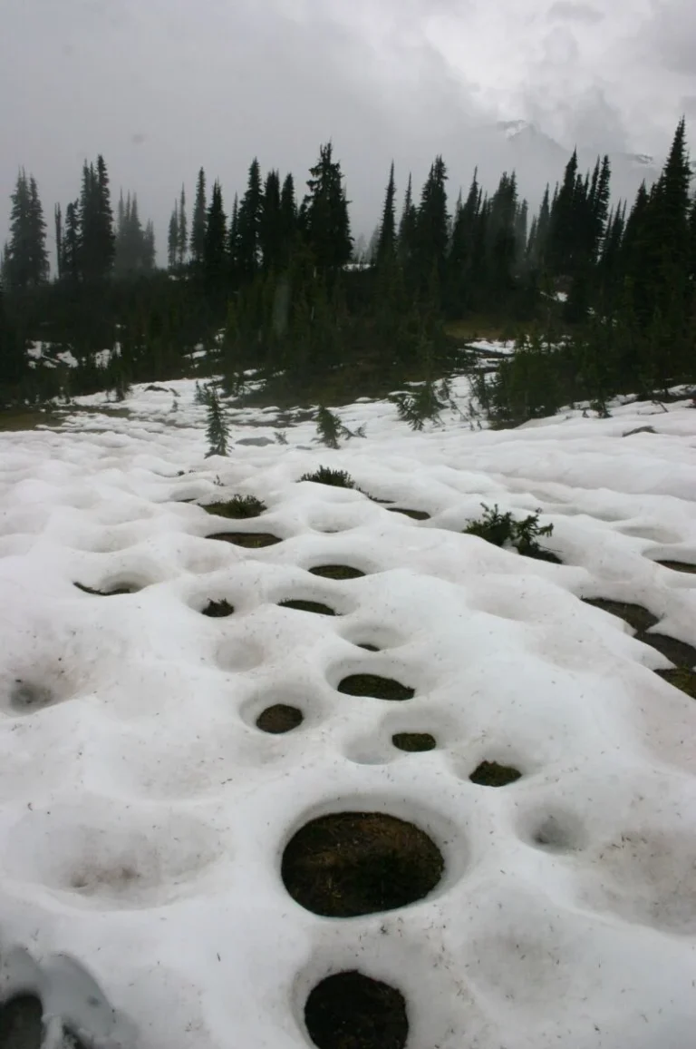 Parc national du Mont-Revelstoke